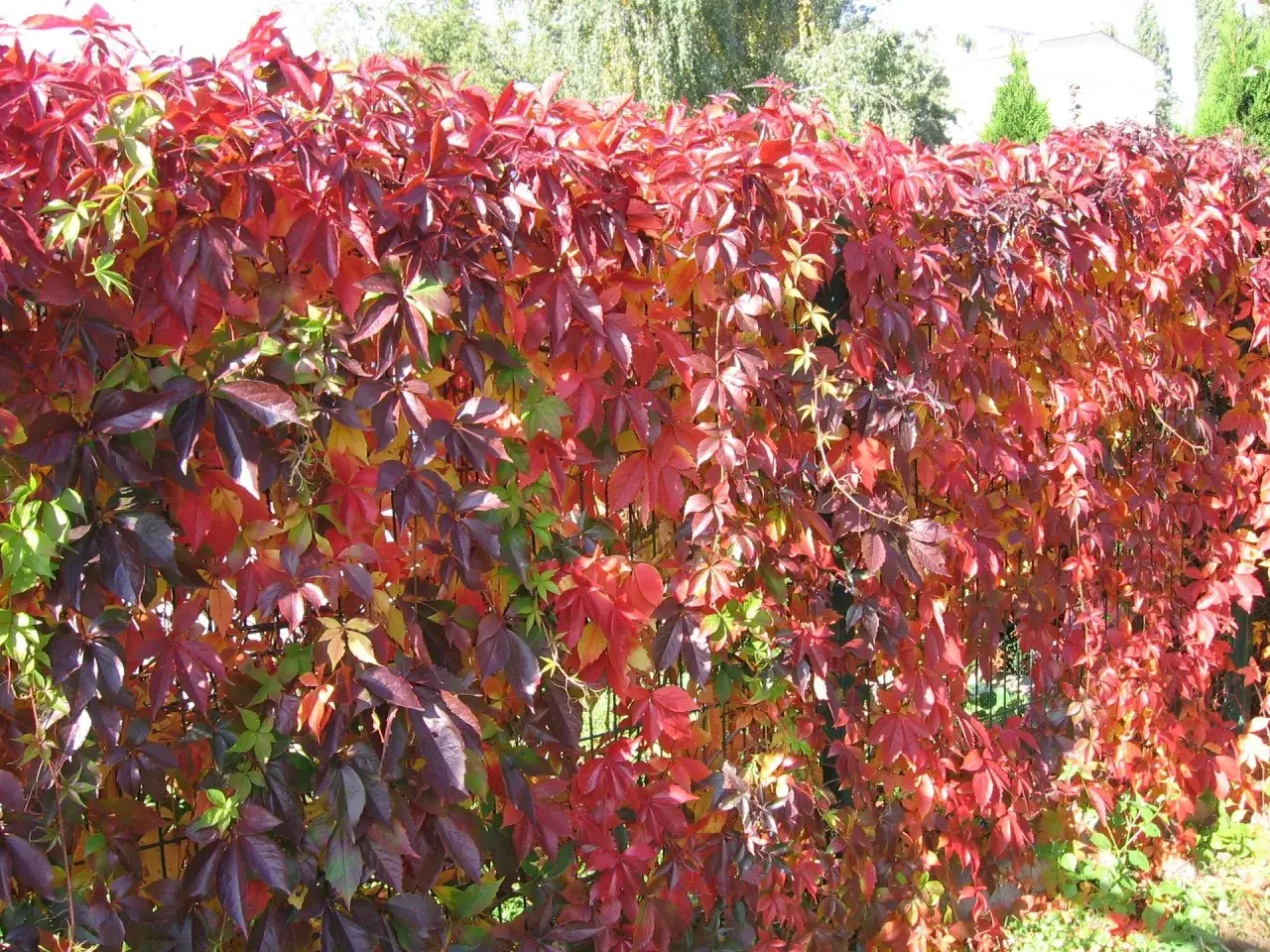 Jesień to idealny czas, kiedy sadzić winobluszcz pięciolistkowy, by cieszyć się jego jesienną, ognistą barwą.