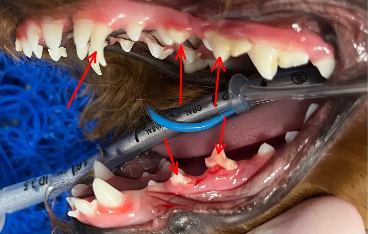 Widoczne objawy wypadania zębów u szczeniaka: krwawiące dziąsła, luźne zęby i widoczne korzenie.