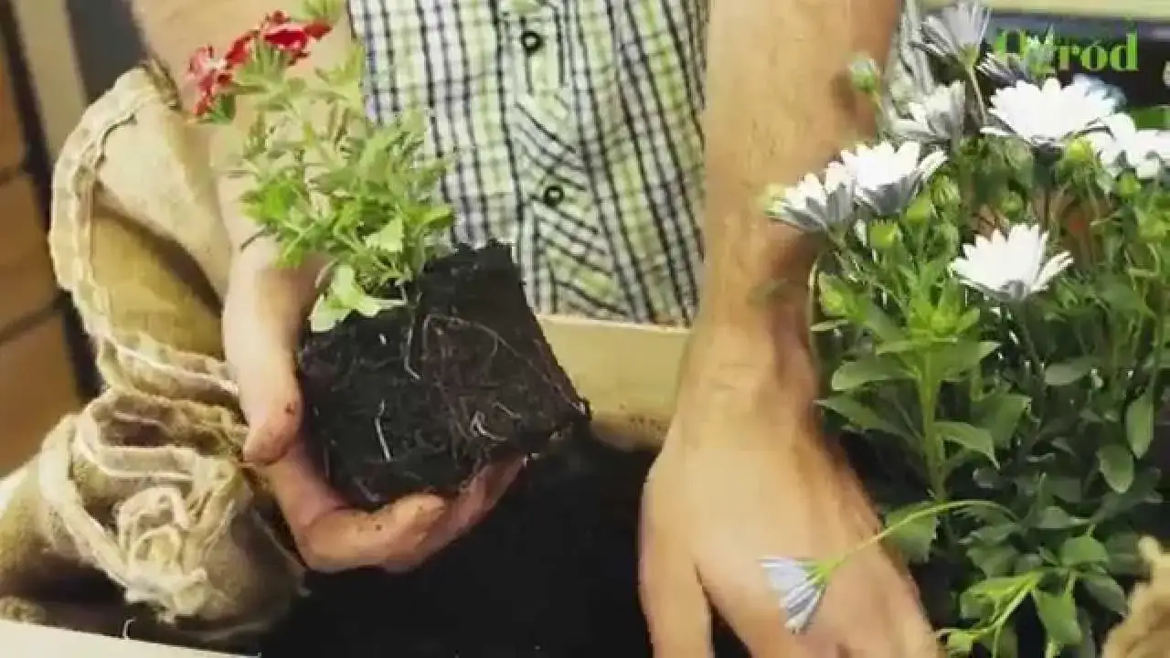 Jak zrobić kwietnik ze skrzynki po jabłkach – prosty sposób na piękno w ogrodzie