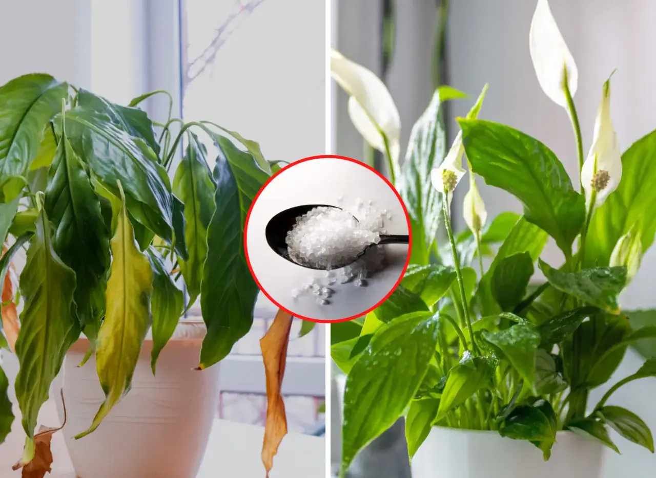 Skrzydłokwiat brązowieje? Poznaj 7 przyczyn i proste rozwiązania