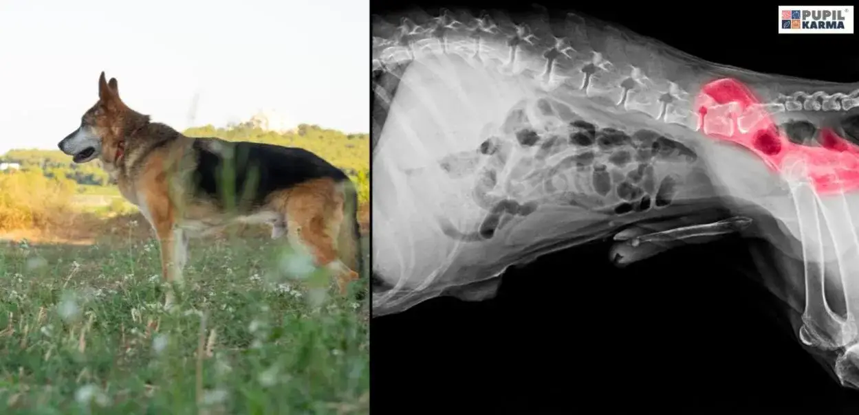 Czy Twój szczeniak ma dysplazję? Sprawdź objawy i działaj!