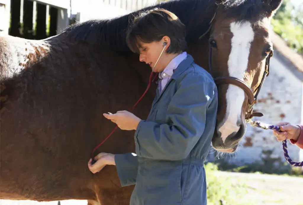 Skręt jelit u konia objawy: jak rozpoznać i zapobiec bólowi