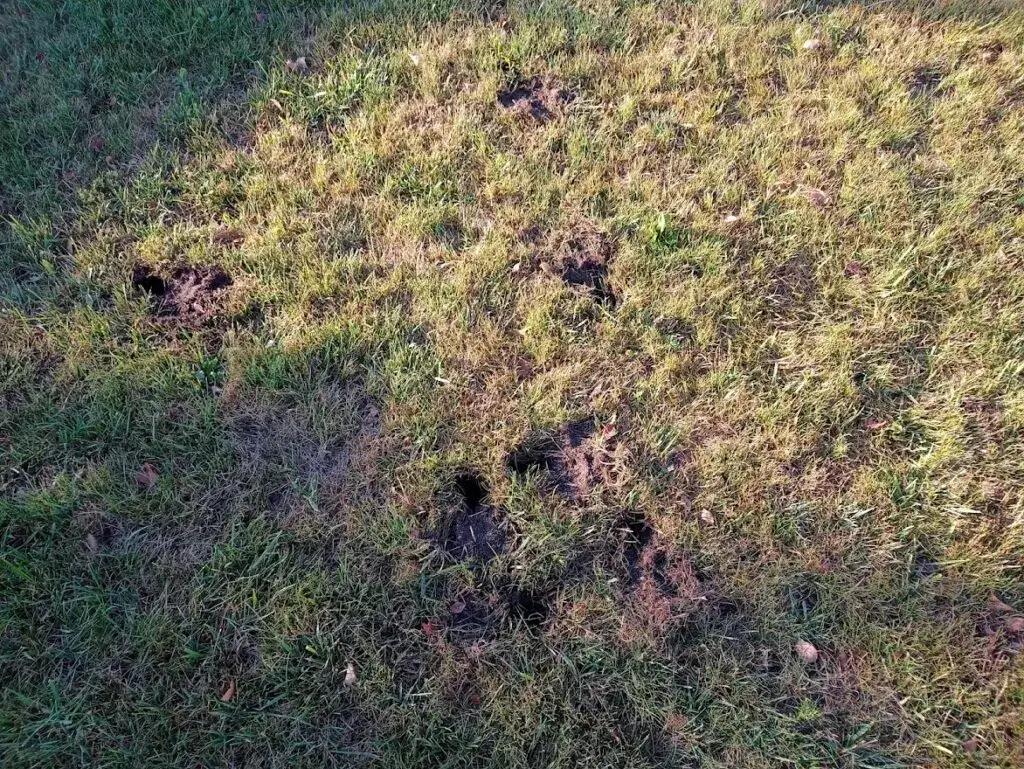 Co kopie dziury w ogrodzie? Poznaj zwierzęta i ich przyczyny