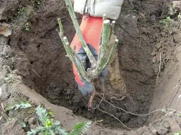 Kiedy sadzić róże w ogrodzie - poznaj najlepszy termin i sprawdzone zasady