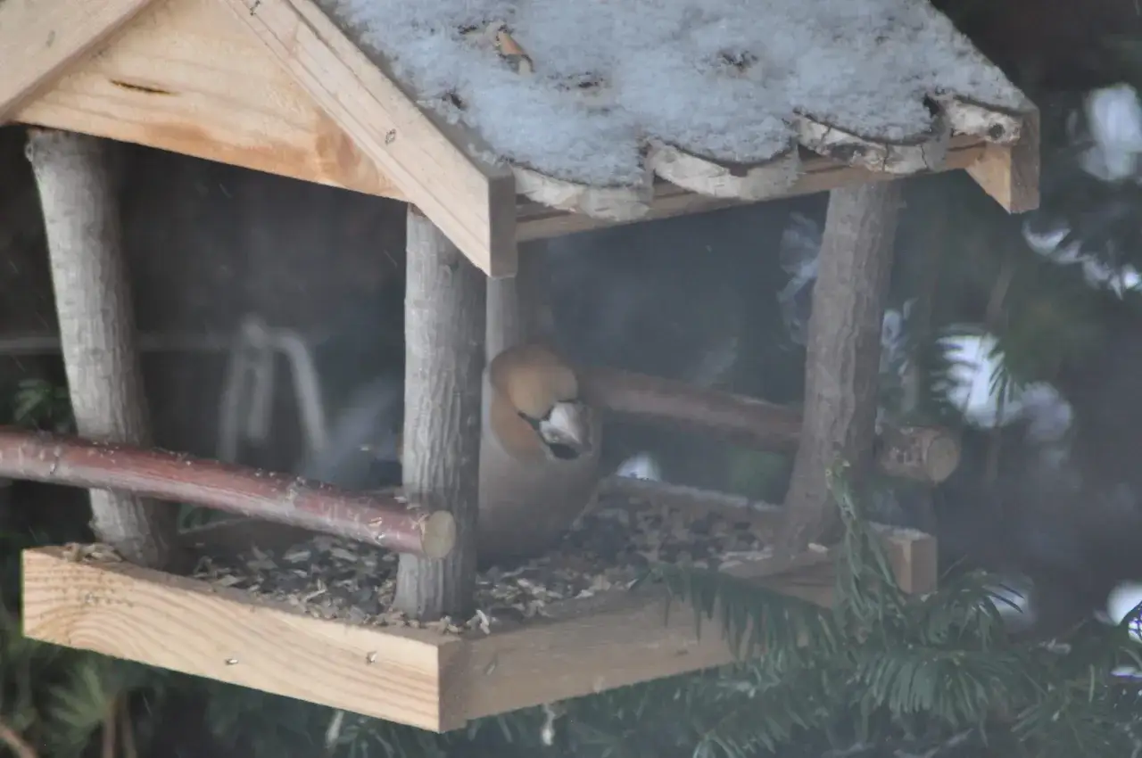 Czy wiórki kokosowe szkodzą ptakom? Prawda o pęcznieniu i bezpieczeństwie