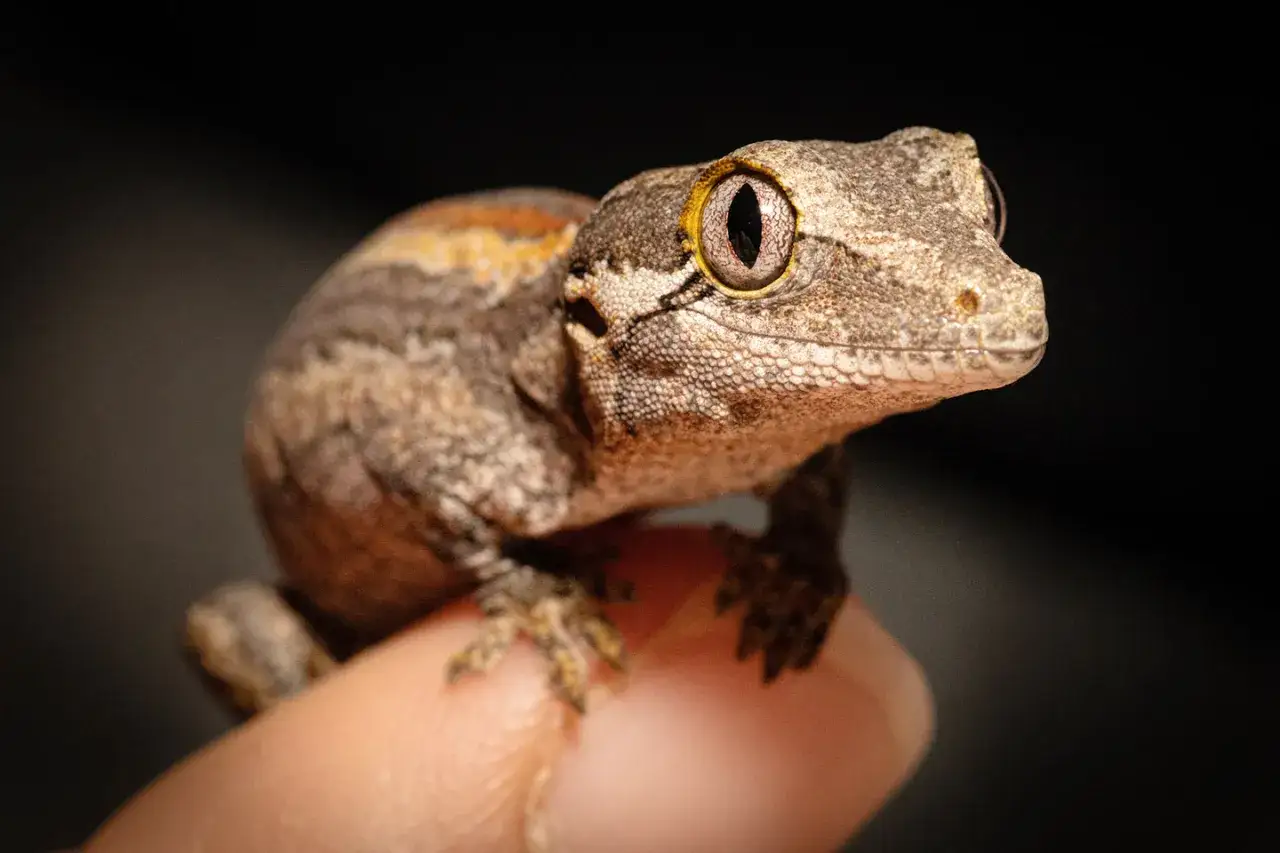 Jaka temperatura dla gekona lamparciego? Kluczowe informacje dla zdrowia zwierzęcia