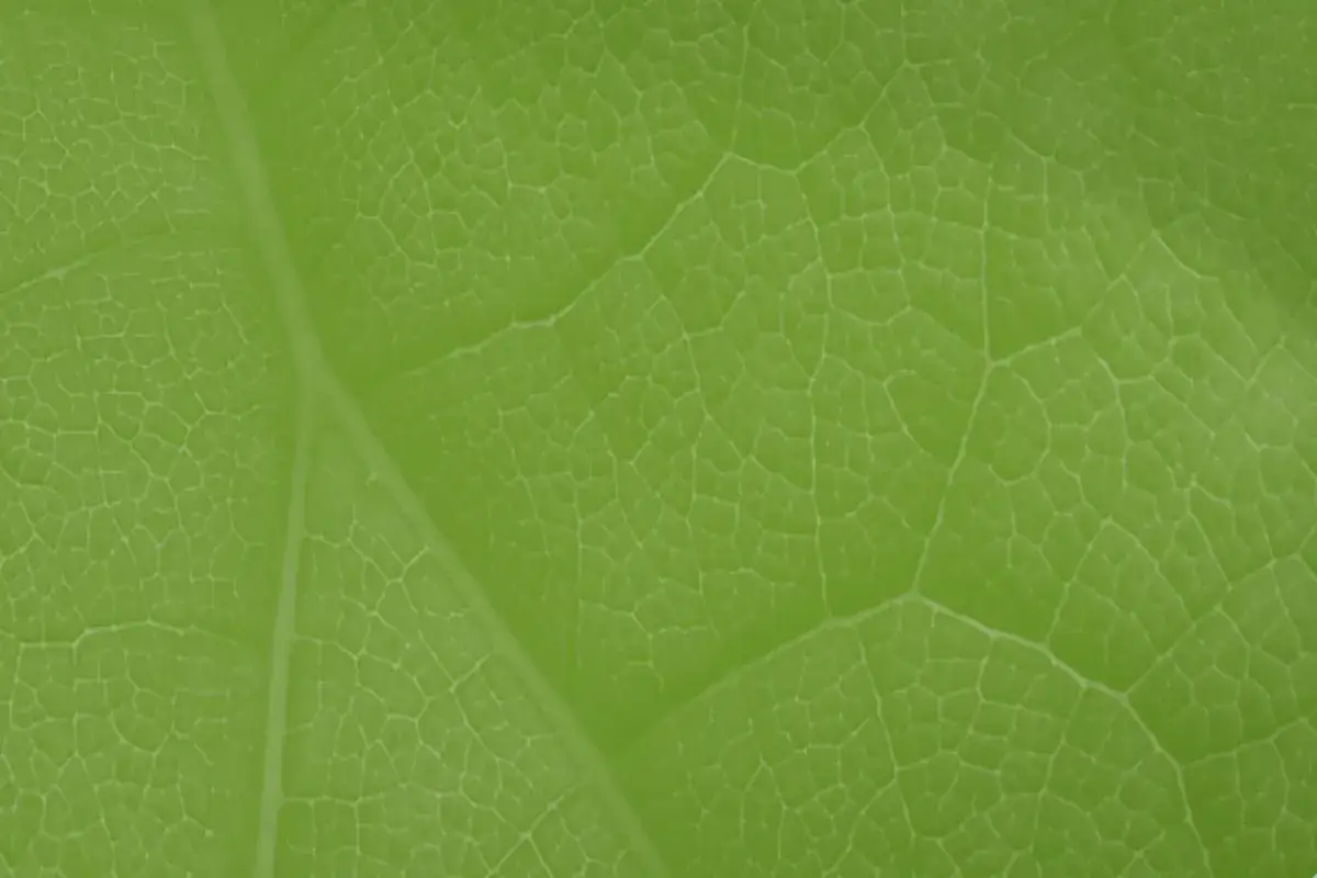 Kiedy powstał zielony ład i jak wpłynął na walkę ze zmianami klimatu