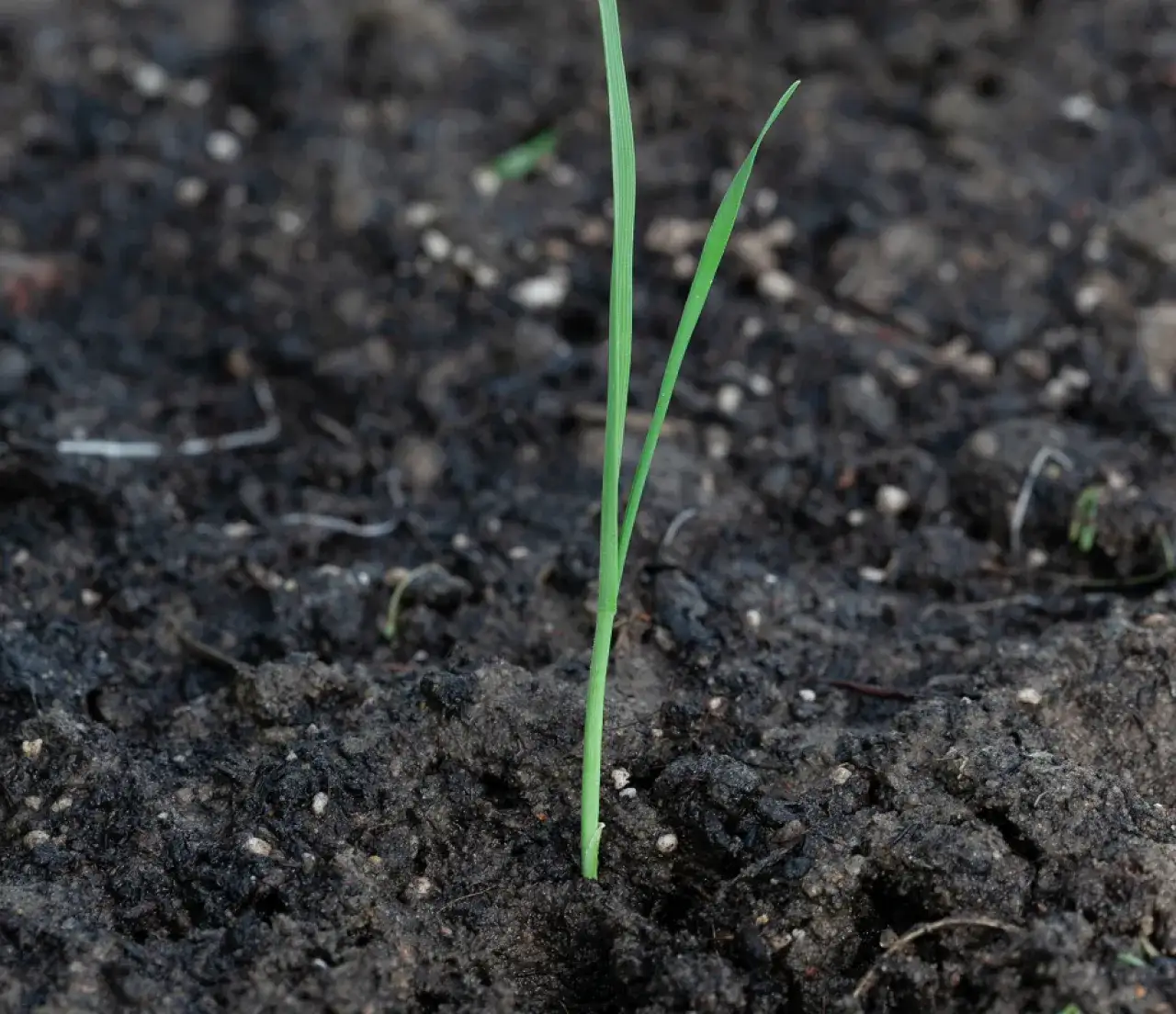 Owies głuchy: Jak rozpoznać i skutecznie zwalczać ten chwast?