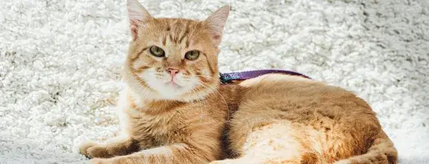 Koty mają sierść czy włosy? Zaskakujące różnice i fakty o ich owłosieniu