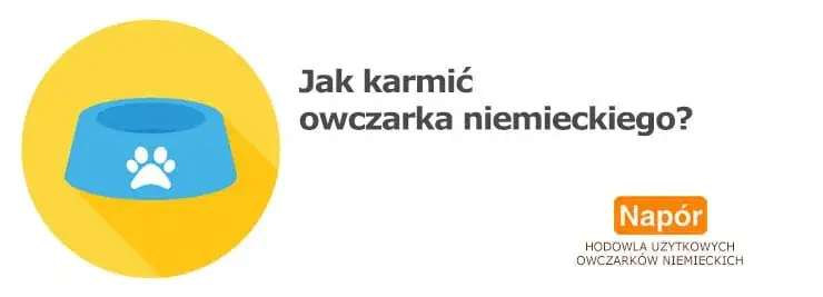 Ile razy karmić szczeniaka owczarka niemieckiego, aby uniknąć problemów zdrowotnych?