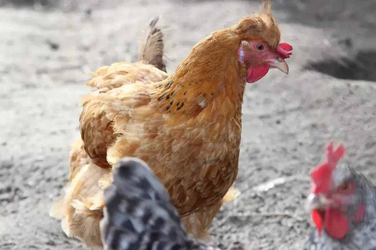 Ceny drobiu 2026: Co czeka hodowców? Analiza i prognozy.