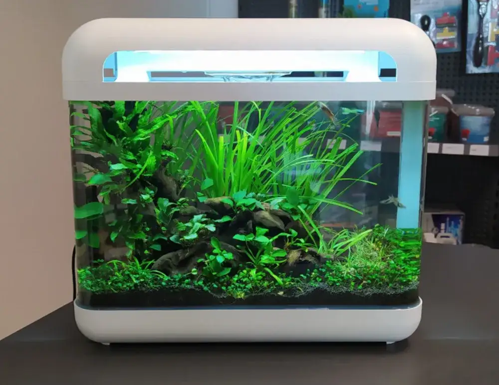 Jakie akwarium na początek? Wybierz 60-100L i uniknij błędów!