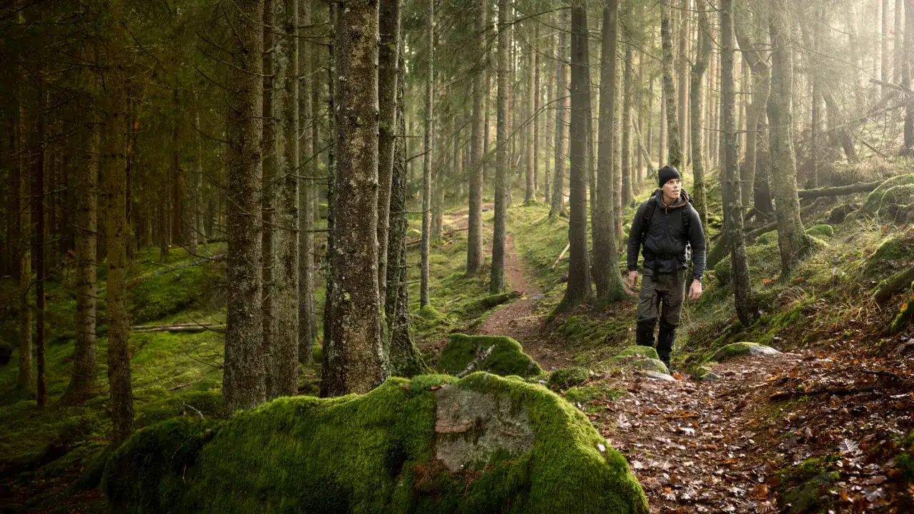 Wie viele Zecken haben FSME? Erschreckende Fakten und Statistiken