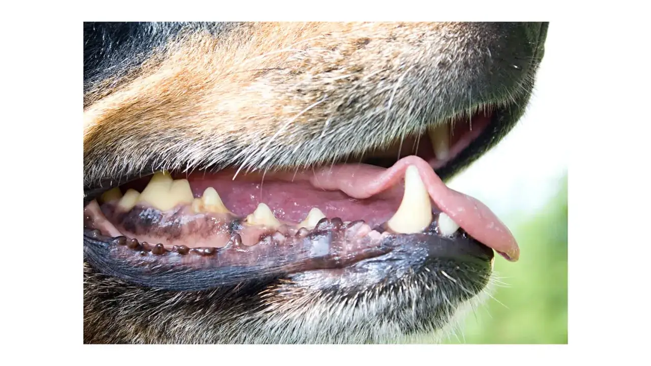 Czemu szczeniakowi śmierdzi z pyska? Przyczyny i skuteczne rozwiązania