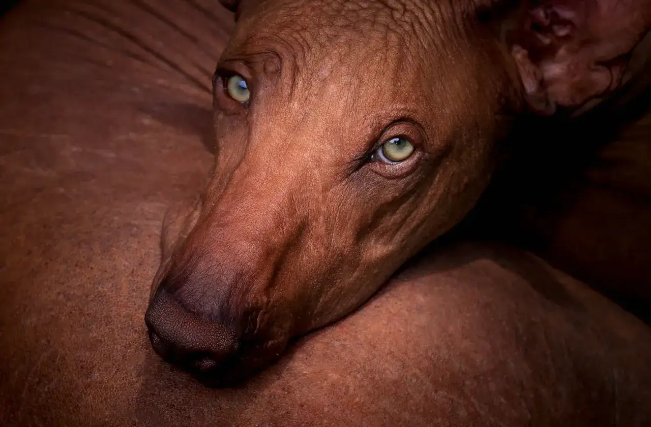 Psy, które nie gubią sierści: rasy, pielęgnacja i fakty dla alergików