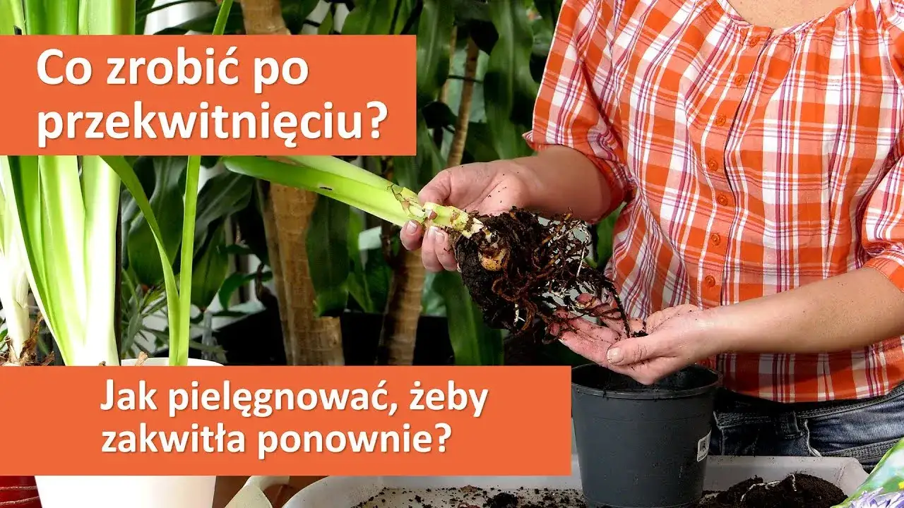 Jak uprawiać amarylis, aby cieszyć się pięknym kwitnieniem przez lata