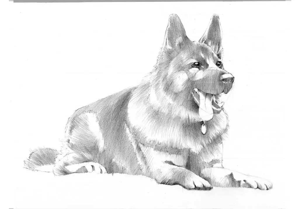 Jak narysować głowę owczarka niemieckiego – proste kroki i triki