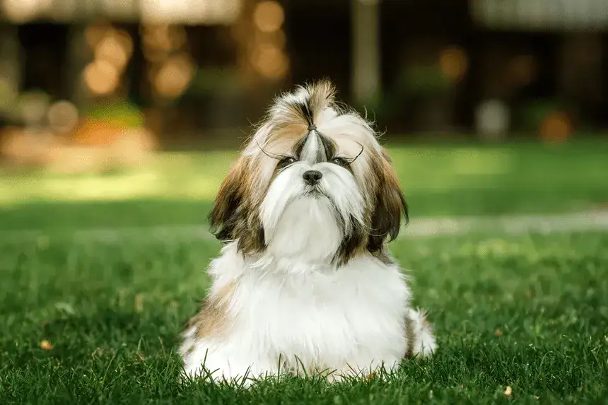 Shih Tzu ma włosy czy sierść? Odkryj różnice i pielęgnację