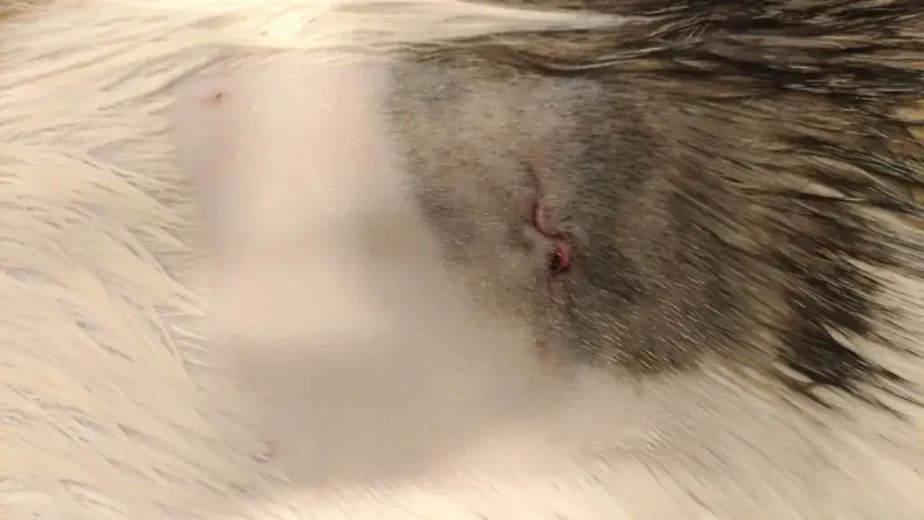 Jak powinna wyglądać rana po sterylizacji kotki? Objawy niepokojące