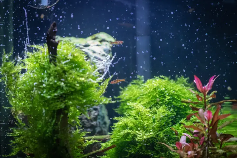 Jak zmieniać wodę w akwarium? Poradnik dla zdrowych ryb!