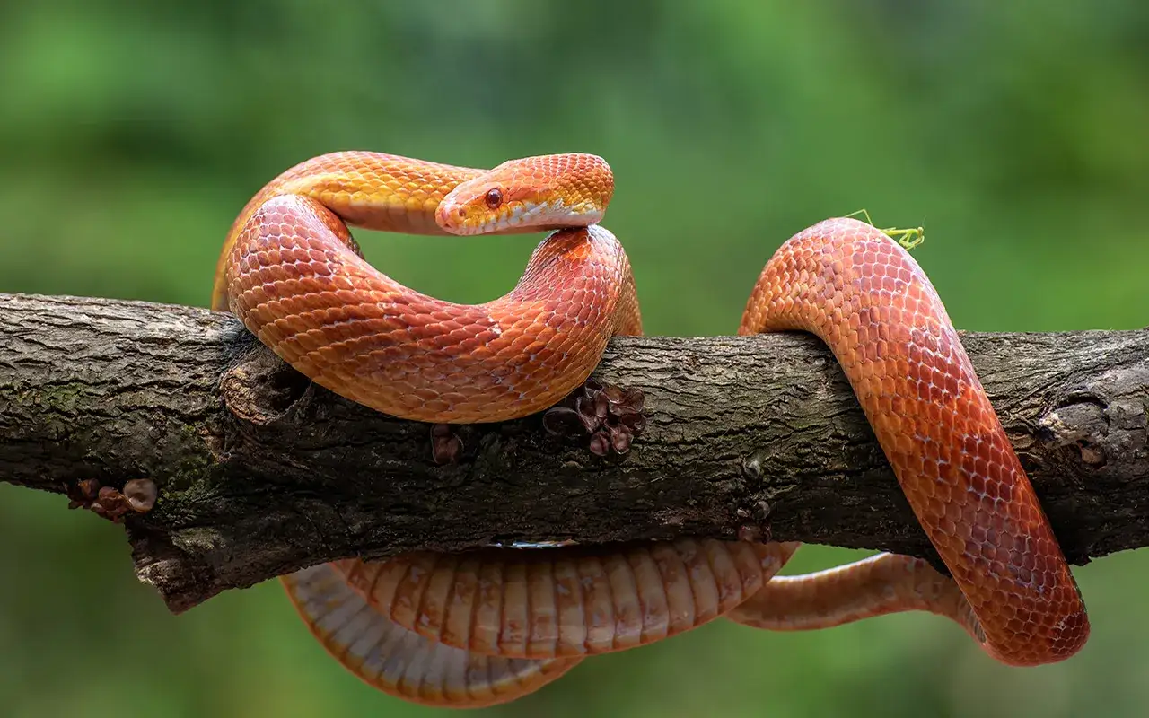 Co jedzą węże domowe? Odkryj, jak zadbać o ich dietę