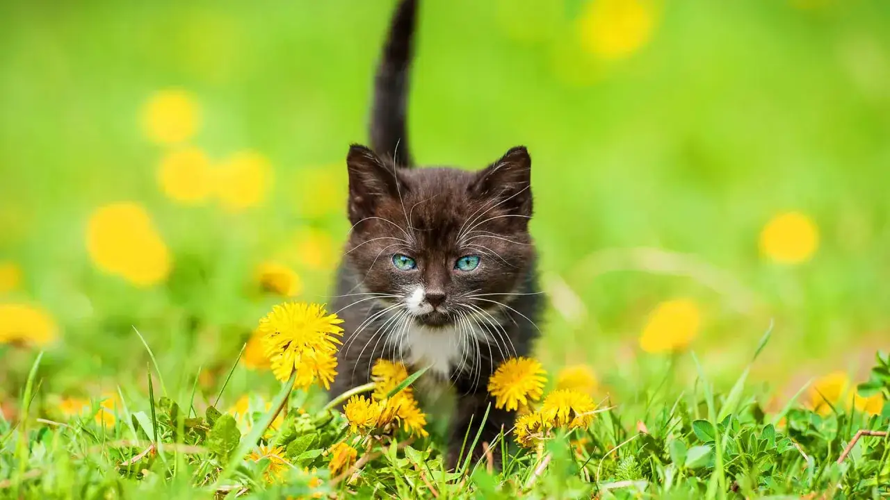 Jak rozpoznać płeć kotka? Wiek, anatomia, kolory: Poradnik