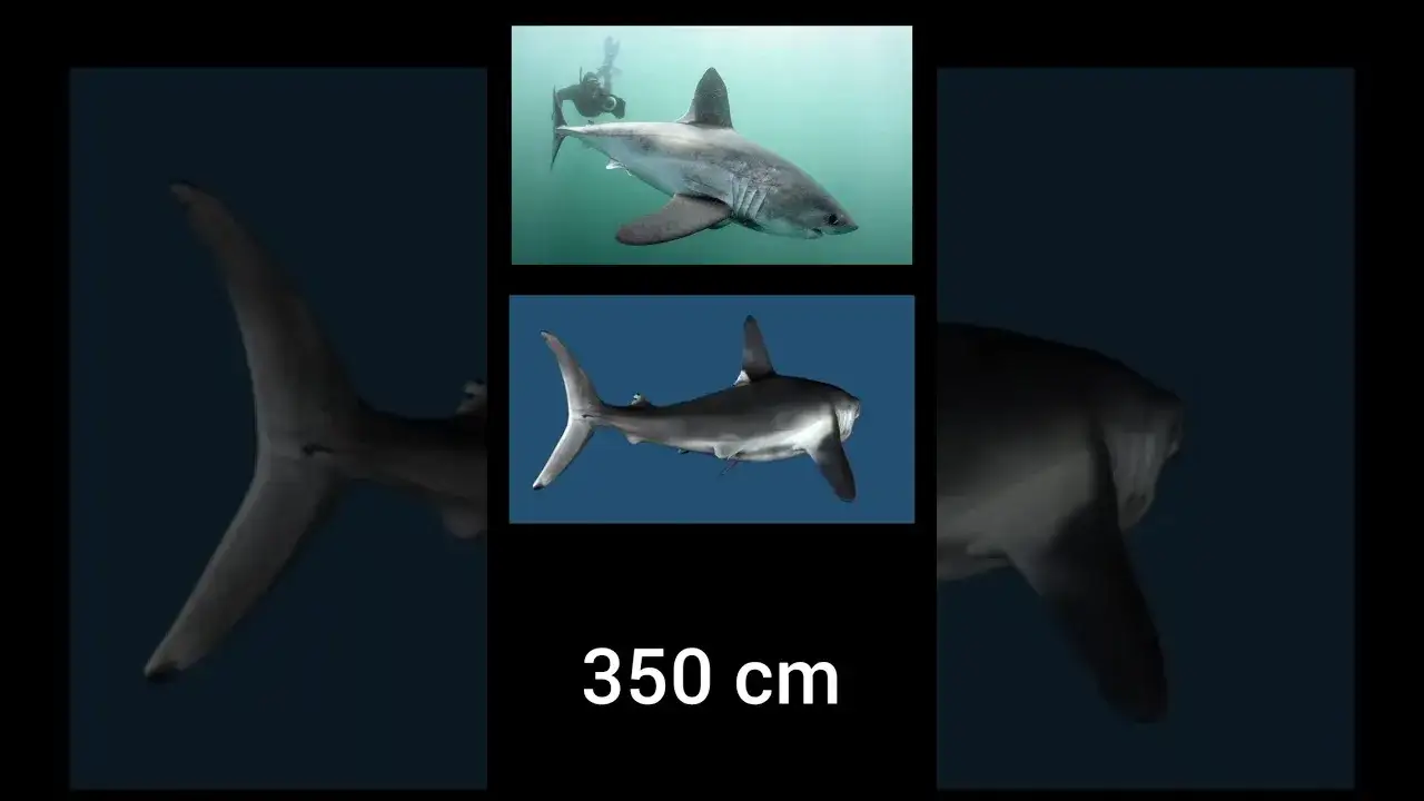 Czy w Bałtyku są rekiny? Rzadkie gatunki i ich bezpieczeństwo