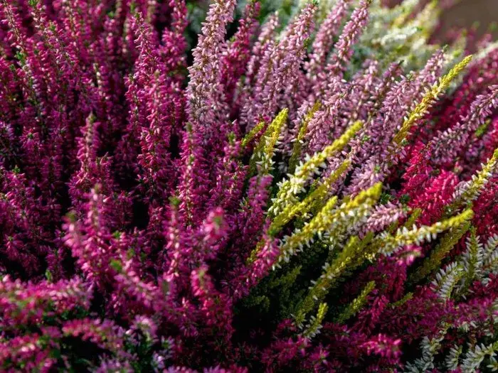 Sierpień na balkonie: jakie kwiaty sadzić, by kwitły do jesieni?