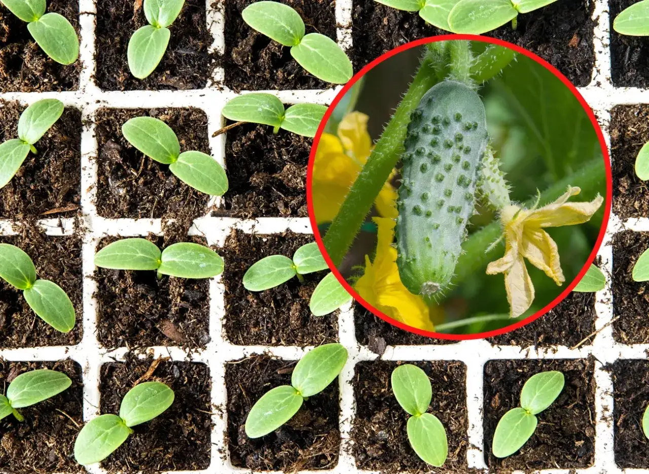 Sadzenie ogórków gruntowych: Kiedy i jak dla najlepszych plonów