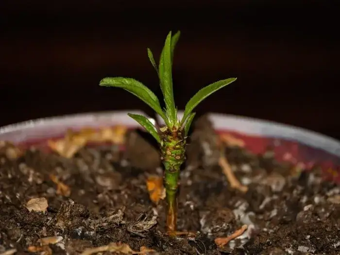 Jak sadzić brzoskwinie z pestki? Poradnik krok po kroku Neli Szymczak