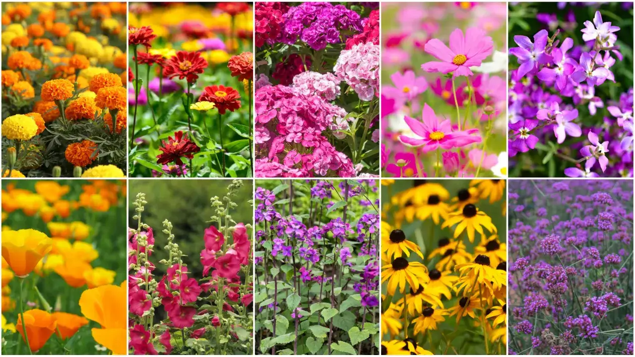 Kolorowy ogród pełen kwiatów: aksamitki, cynie, goździki, kosmosy, lewkonie, maki, malwy, dzwonki i rudbekie. Jakobinka w ogrodzie kwitnie obficie.