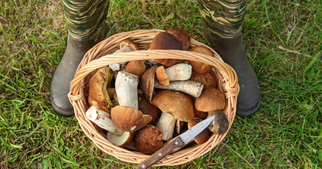 Kiedy zbierać grzyby? Kalendarz grzybiarza i pogoda na wysyp