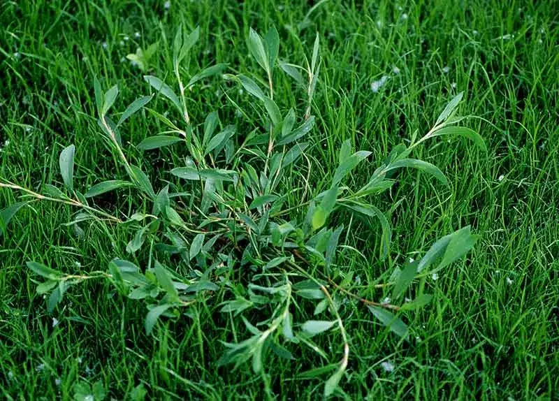 Jak rozpoznać chwast podobny do trawy i skutecznie go zwalczać