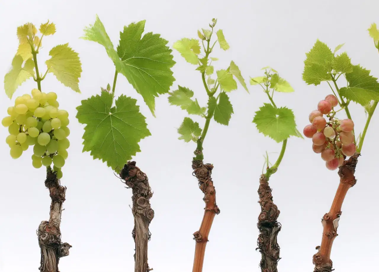 Pięć winorośli z liśćmi i gronami, w tym zielone i różowe winogrona, sugerujące bogactwo smaków wina Macedonia.