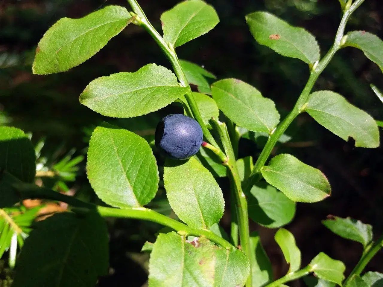 Oto jak wyglądają borówki: jedna ciemnoniebieska jagoda na zielonym krzaczku, otoczona liśćmi.