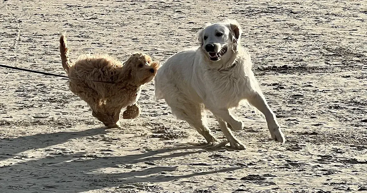 Czy na molo w Sopocie można wejść z psem? Sprawdź zasady i ograniczenia