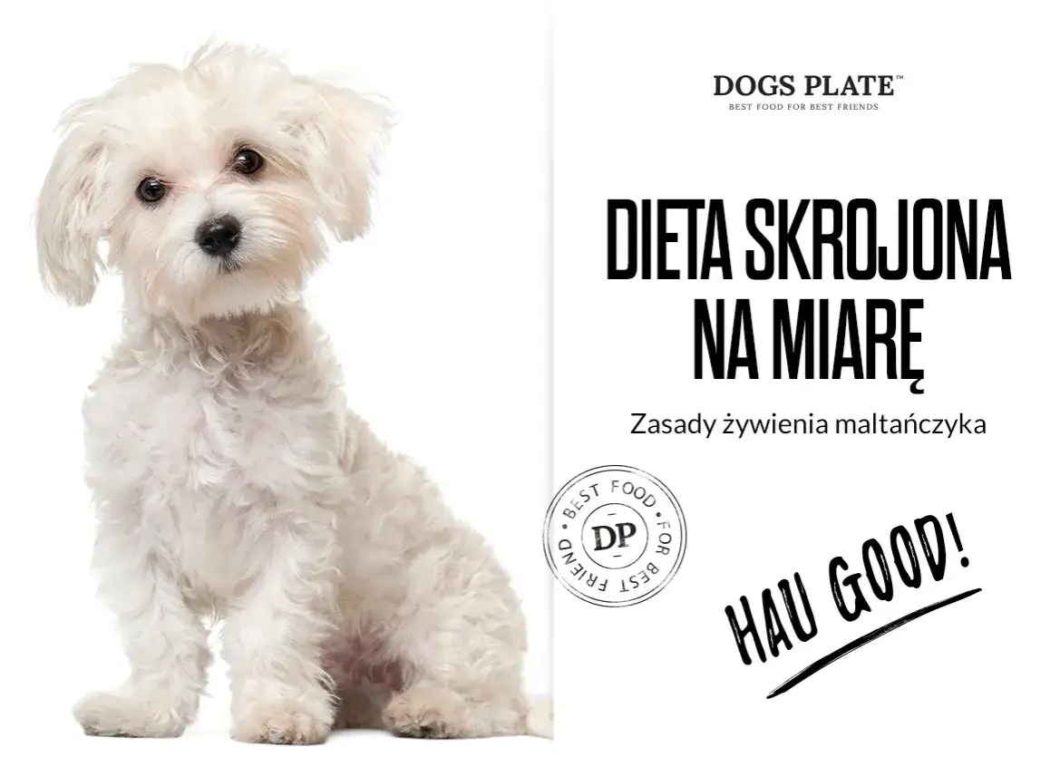 Czy maltańczyk może jeść kurczaka? Uważaj na alergie i zdrowie psa