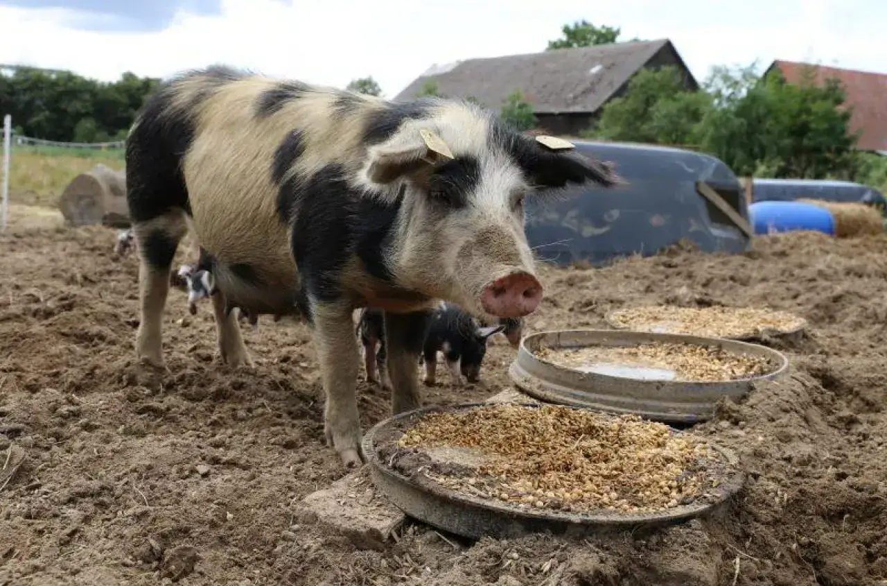 Świnia rasy Pietrain z łatami czarnego i białego futra stoi przy karmidle. W tle widać inne świnie i budynki gospodarcze.