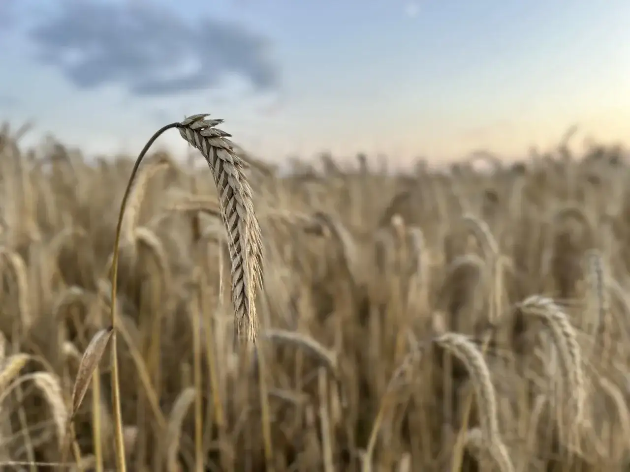 Złote kłosy pszenicy na polu, w tle niebo. Obrazek symbolizuje aktualne ceny pszenicy i jej zbiory.