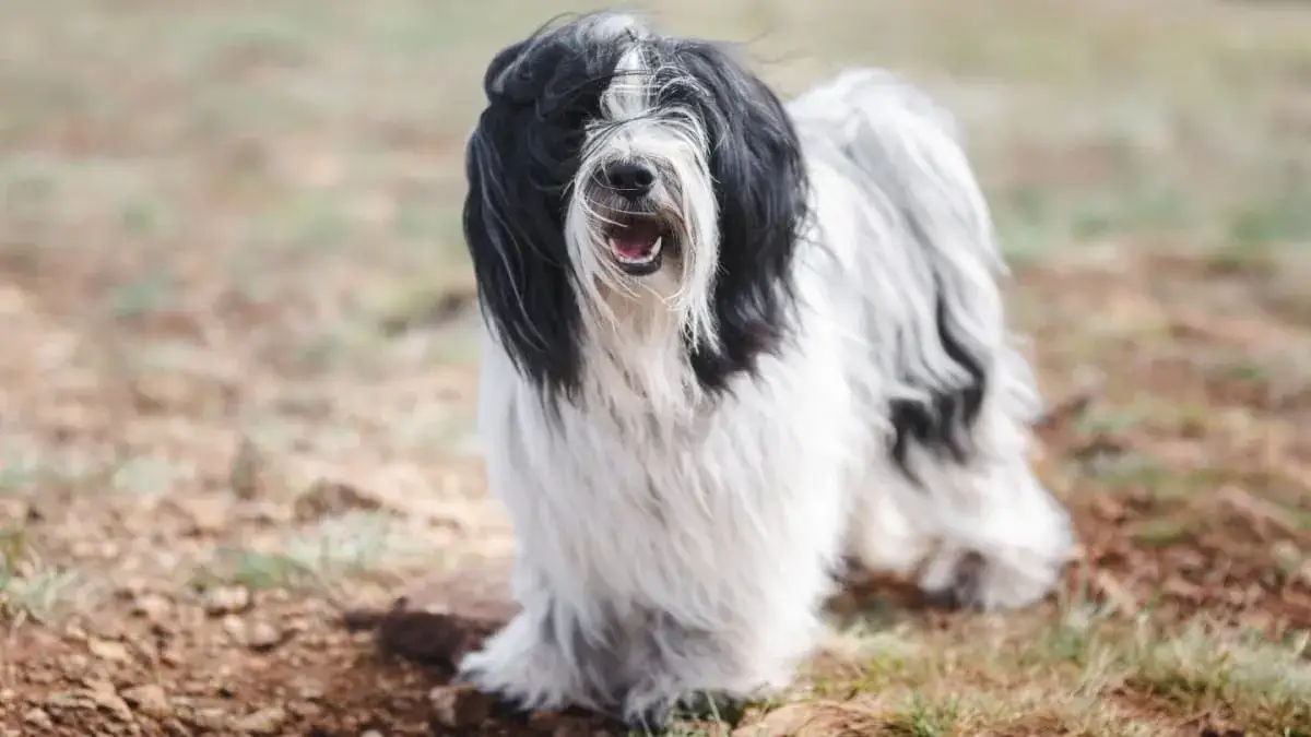 Terier tybetański: jak dbać o jego wyjątkowy włos i sierść
