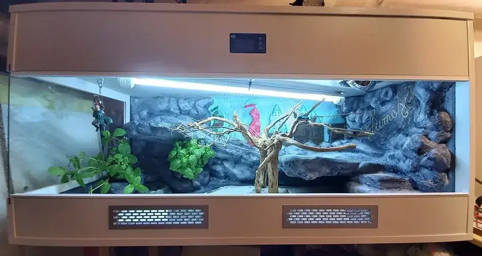 Jak zrobić terrarium dla agamy – uniknij najczęstszych błędów