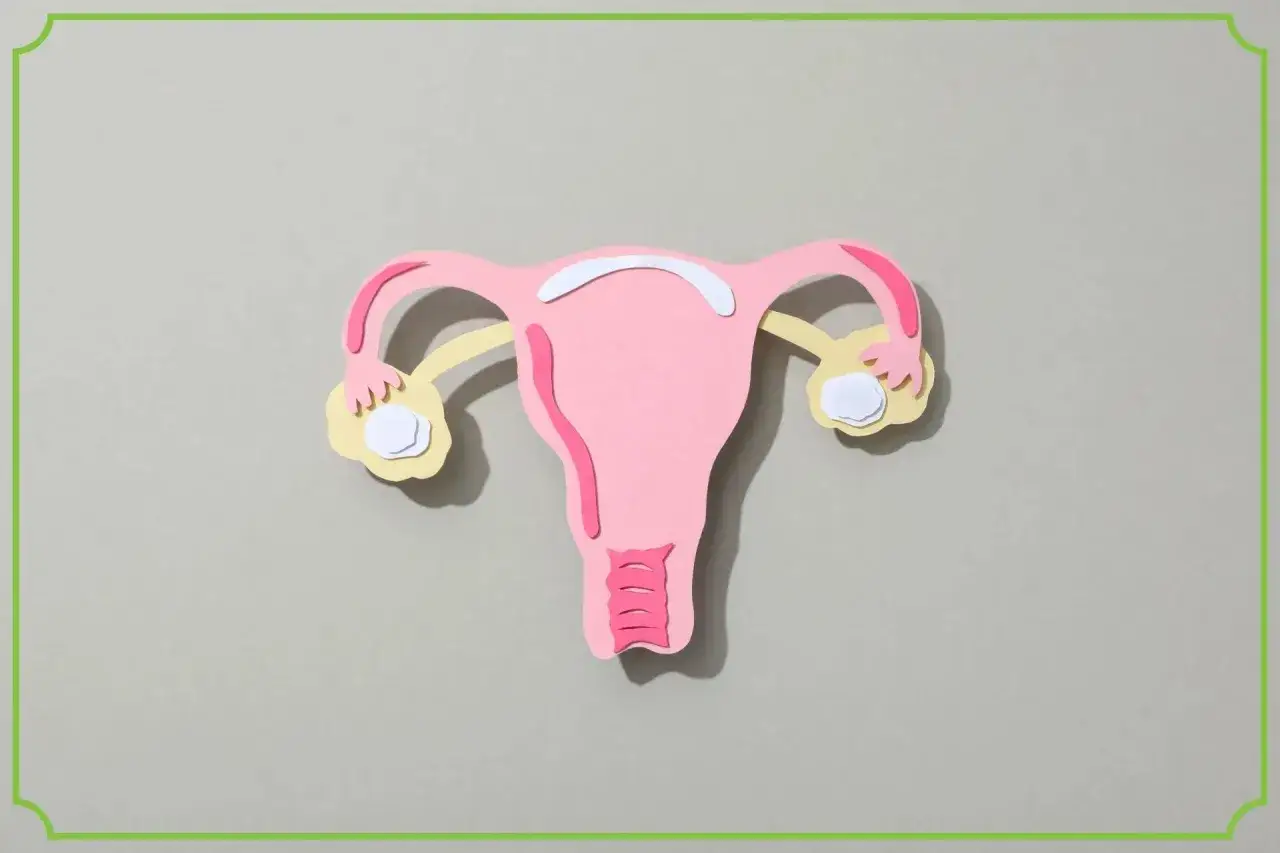 Model narządu rodnego kobiety. Po owulacji poziom progesteronu powinien być wysoki, by przygotować macicę do ciąży.