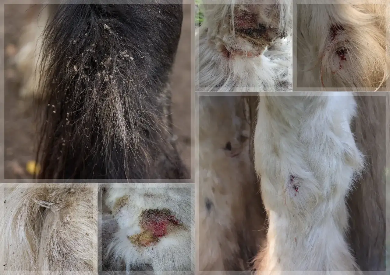 Widoczne objawy świerzbu u koni: zmiany skórne, rany i strupy na sierści.