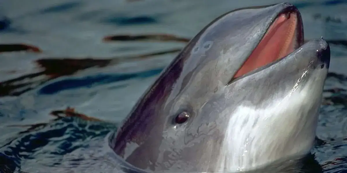 Jakie zwierzęta żyją w Bałtyku? Odkryj niezwykłą faunę morską