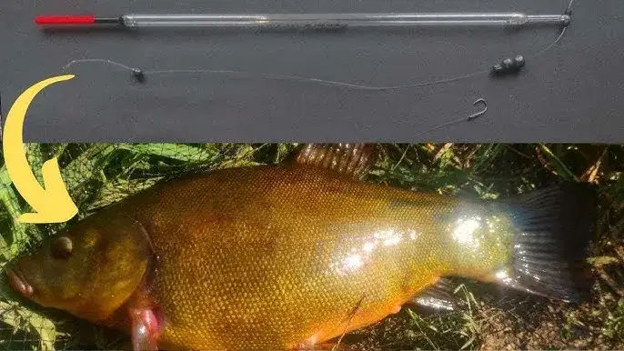 Jakie haczyki na lina są najlepsze? Odkryj sekrety skutecznego wędkowania