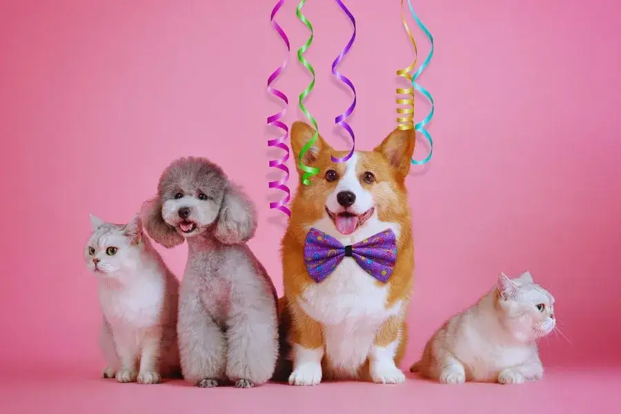 Kiedy jest światowy dzień psa i dlaczego warto go obchodzić