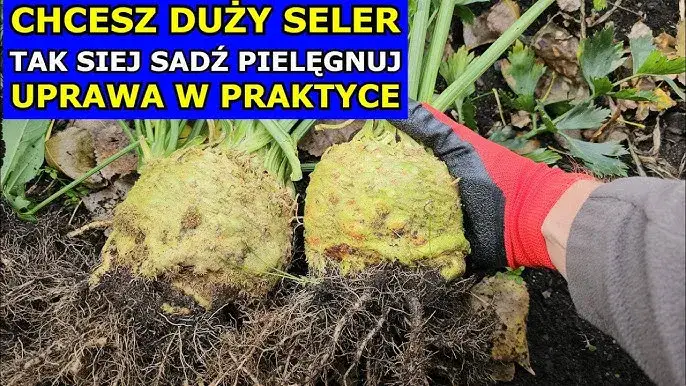 Jak kwitnie kapusta i co robić, aby nie stracić jej smaku