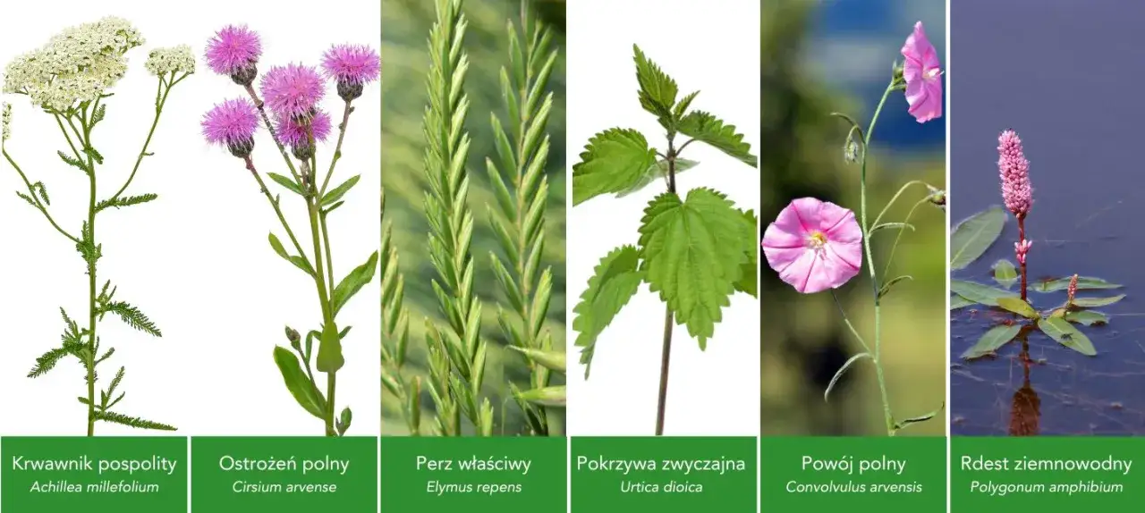 Pospolite chwasty polne: Identyfikacja, zwalczanie i zaskakujące zastosowania