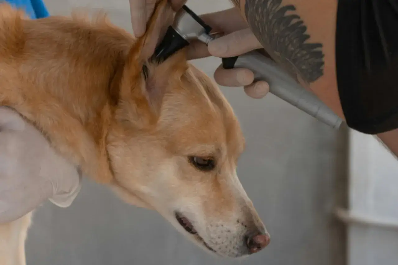 Weterynarz bada ucho psa, używając otoskopu. To ważny element dbania o higienę i zdrowie, pokazujący, czym czyścić uszy psa.