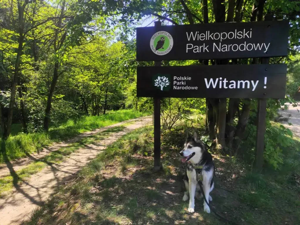 Gdzie na spacer z psem w okolicach Poznania? Odkryj najlepsze miejsca